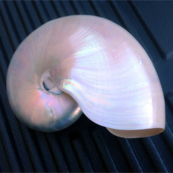 Камень перламутр и его свойства